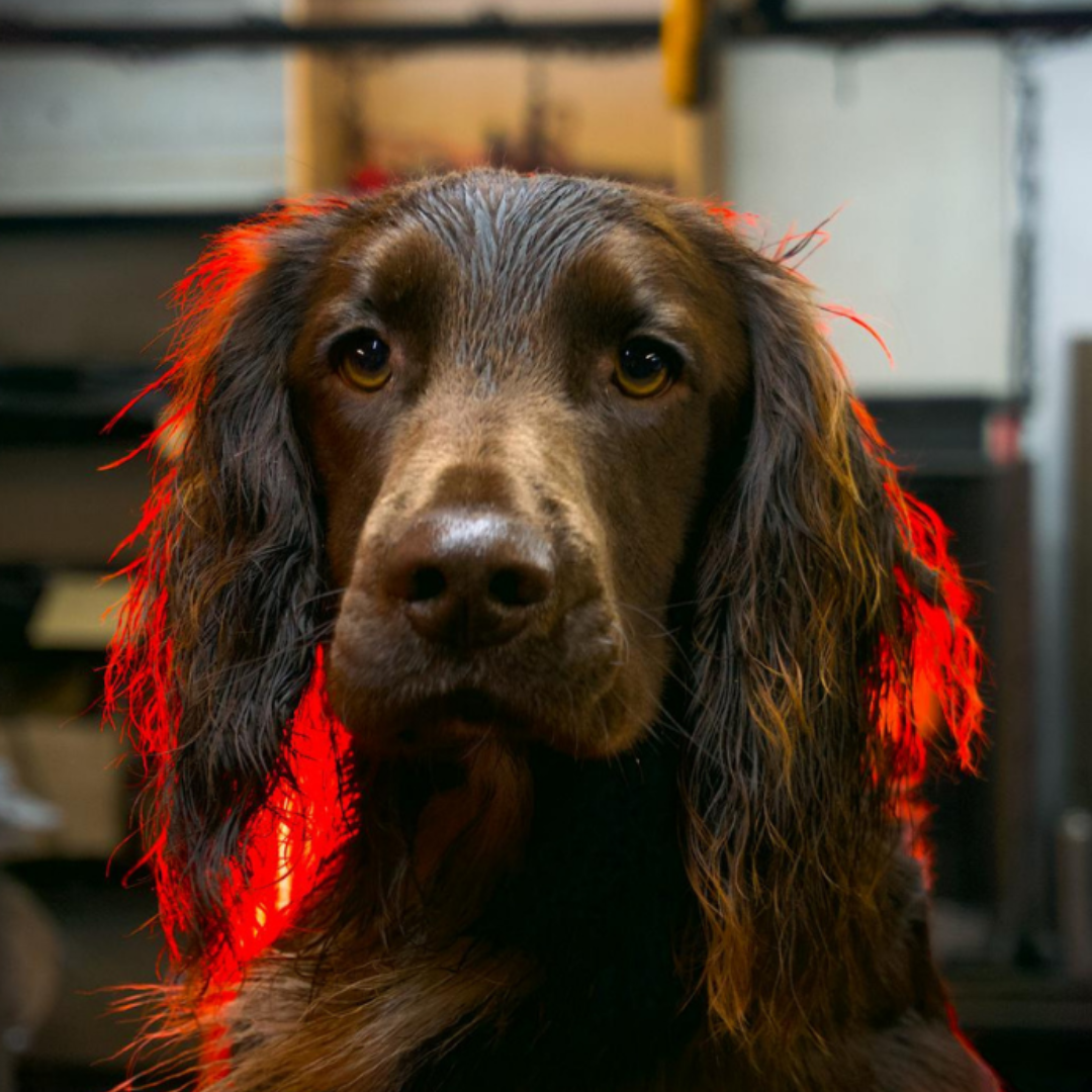 Woody the brown spaniel dog